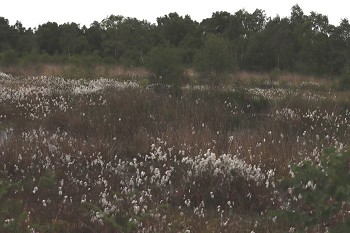 Fenns, Whixall and Bettisfield Mosses